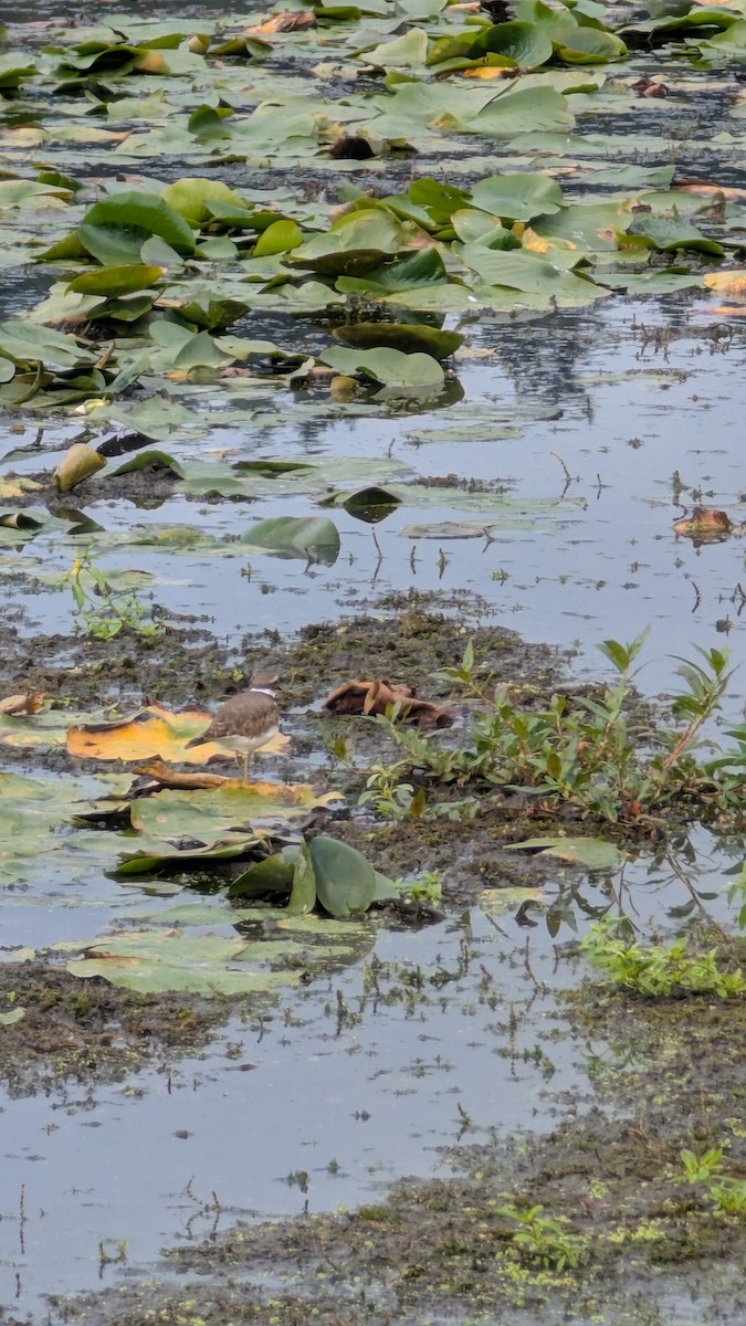 Killdeer - ML642280116