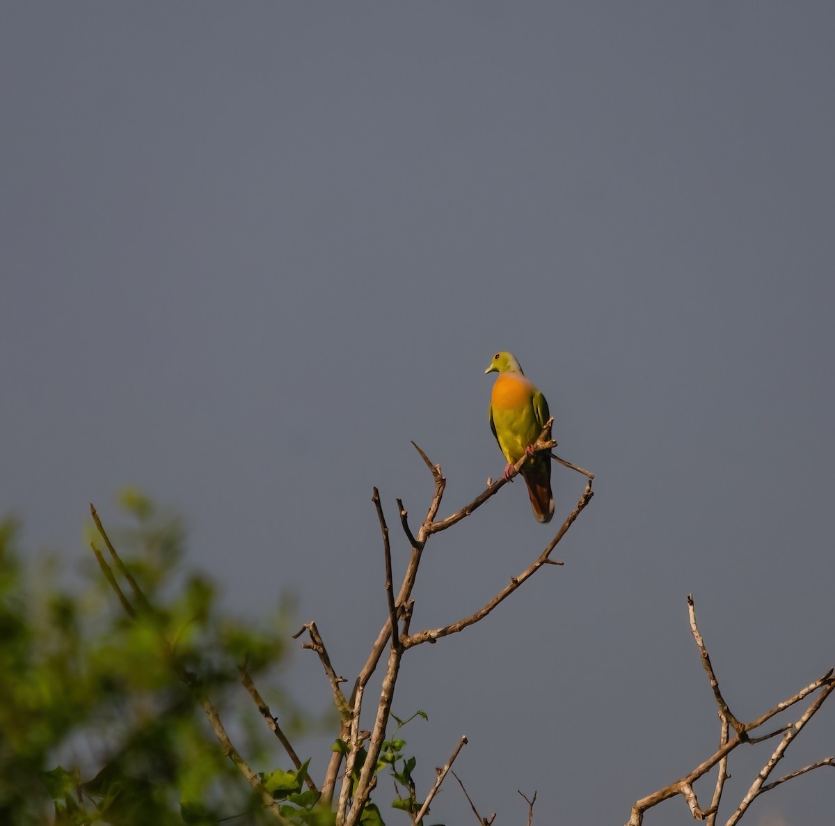 Orange-breasted Green-Pigeon - ML642280132