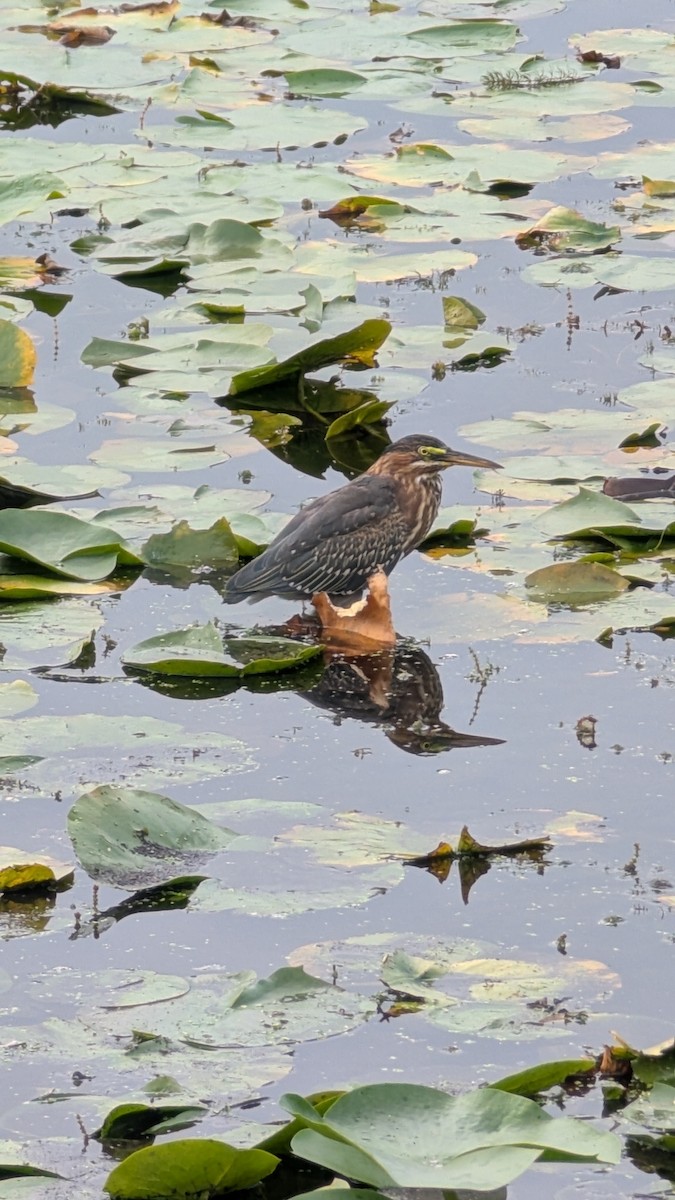 Green Heron - ML642280137