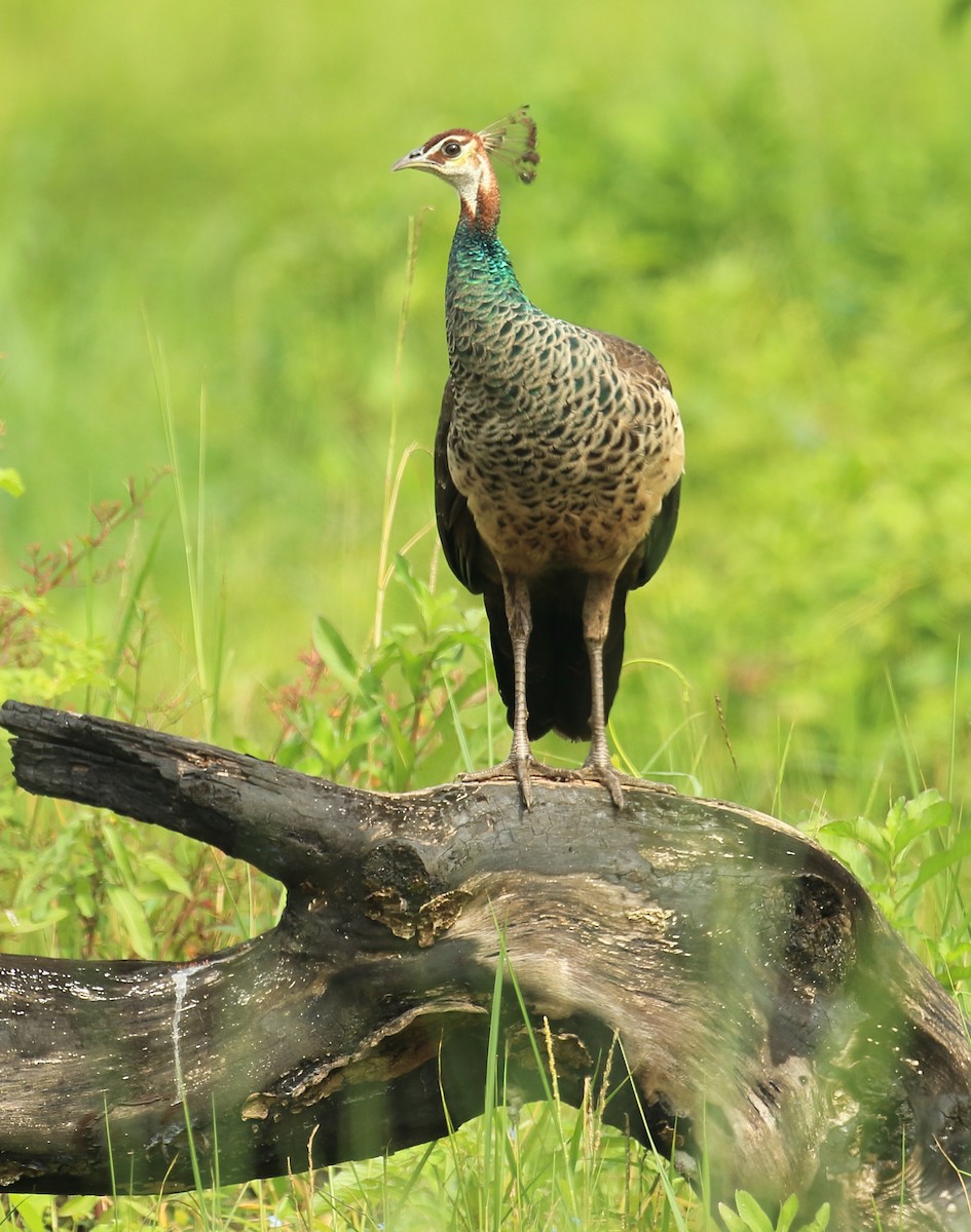 Pfau - ML642280143