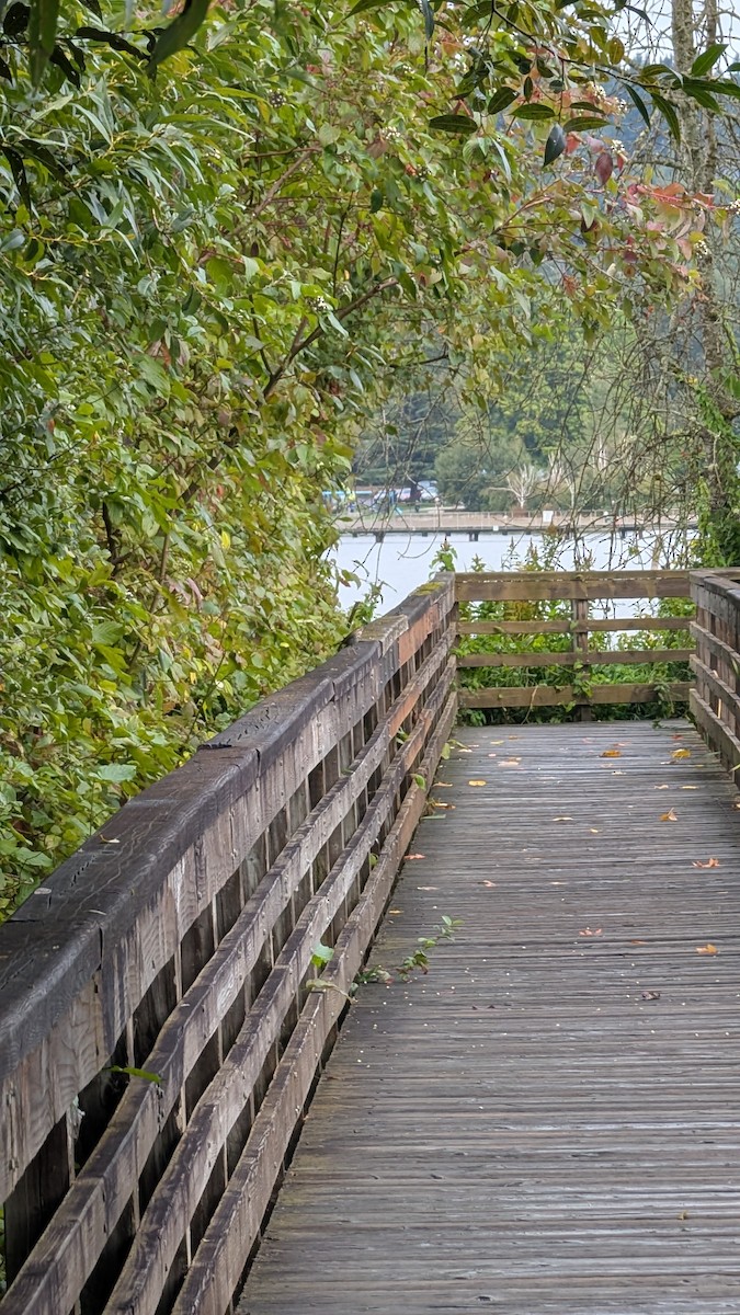 Hermit Thrush - ML642280151