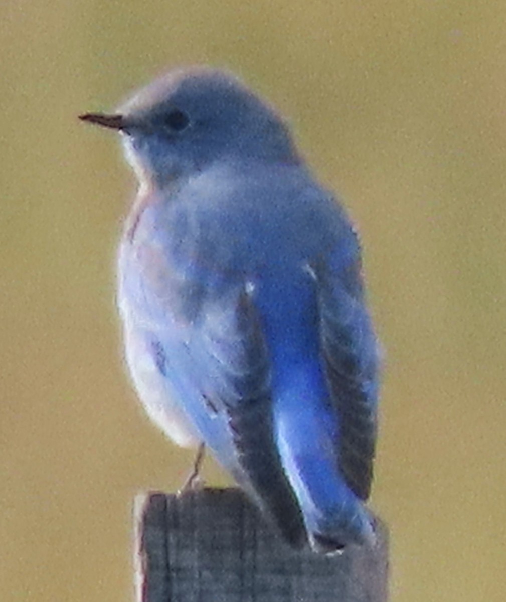 Mountain Bluebird - ML642280162