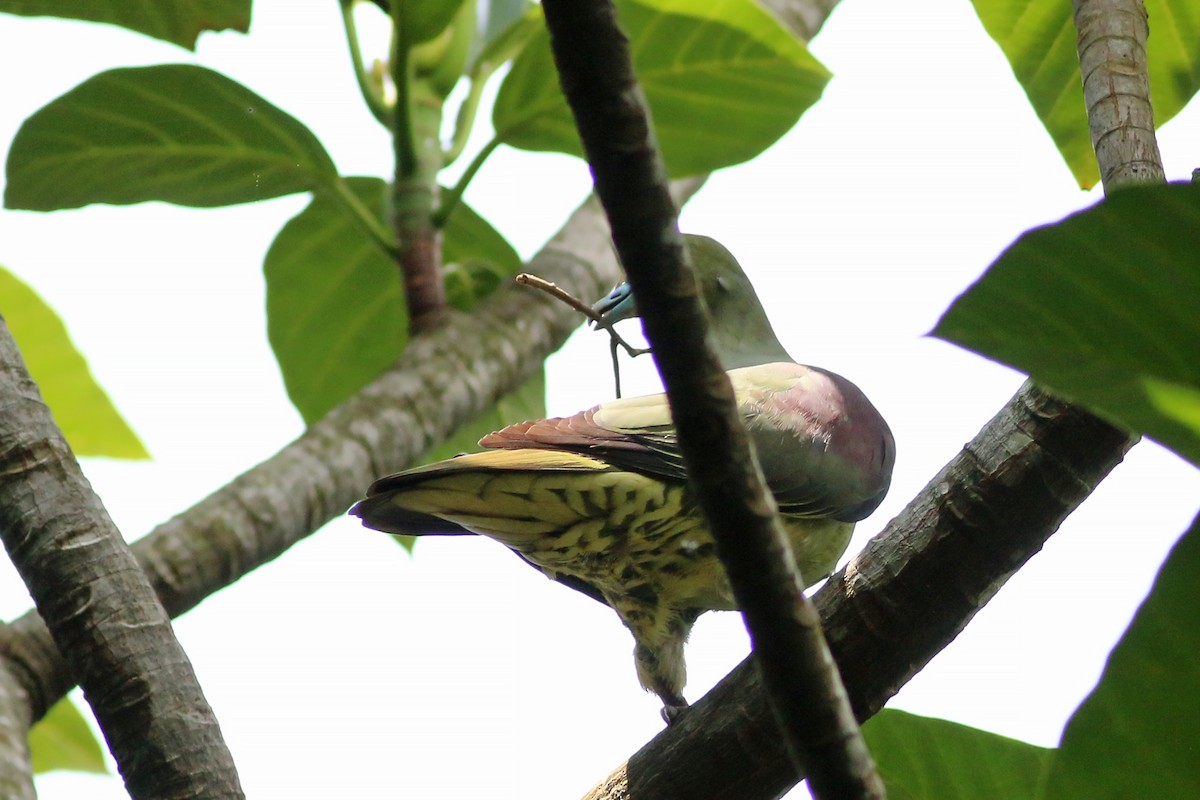 Whistling Green-Pigeon (Taiwan) - ML642280165