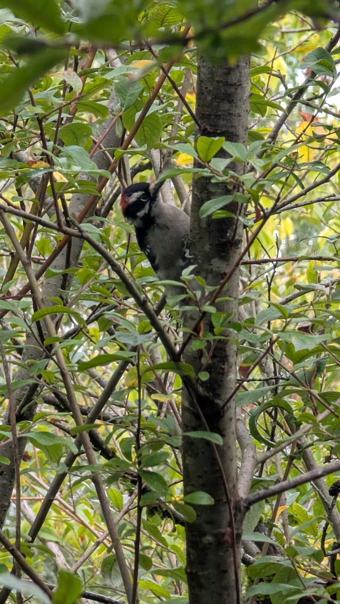 Downy Woodpecker - ML642280177