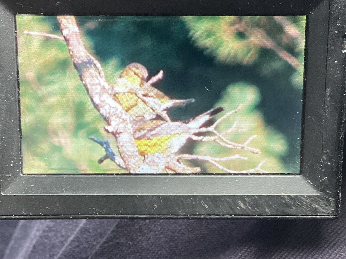 Cape May Warbler - ML642280181