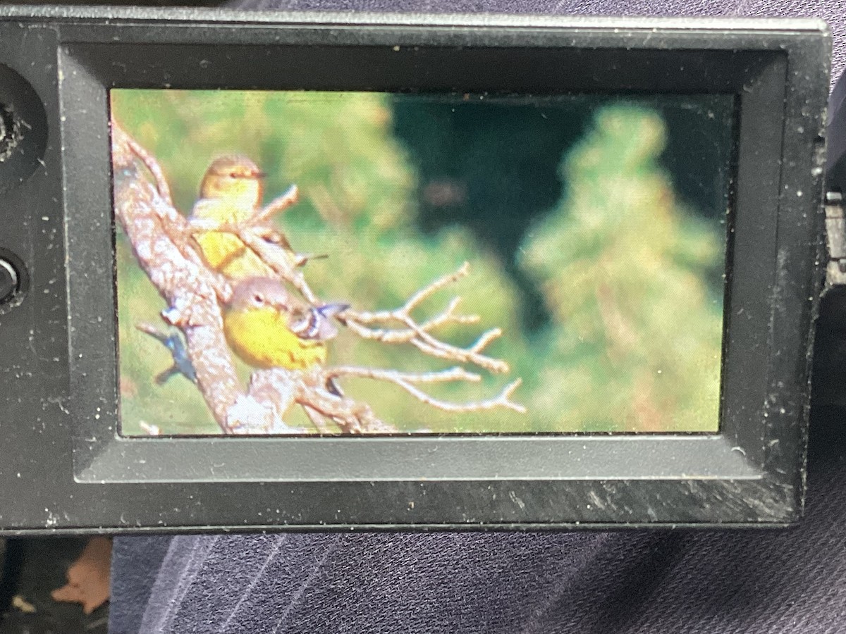 Cape May Warbler - ML642280182