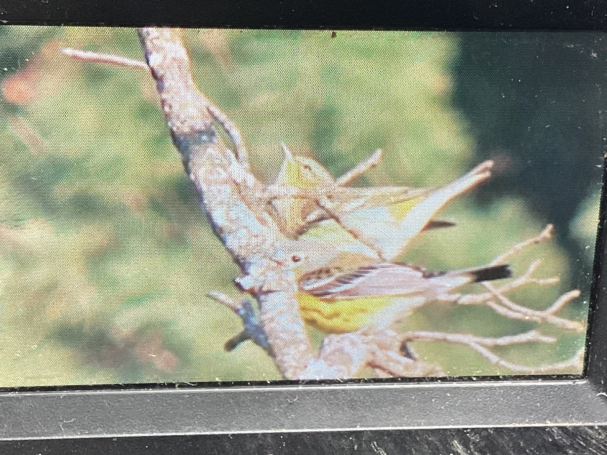 Cape May Warbler - ML642280183