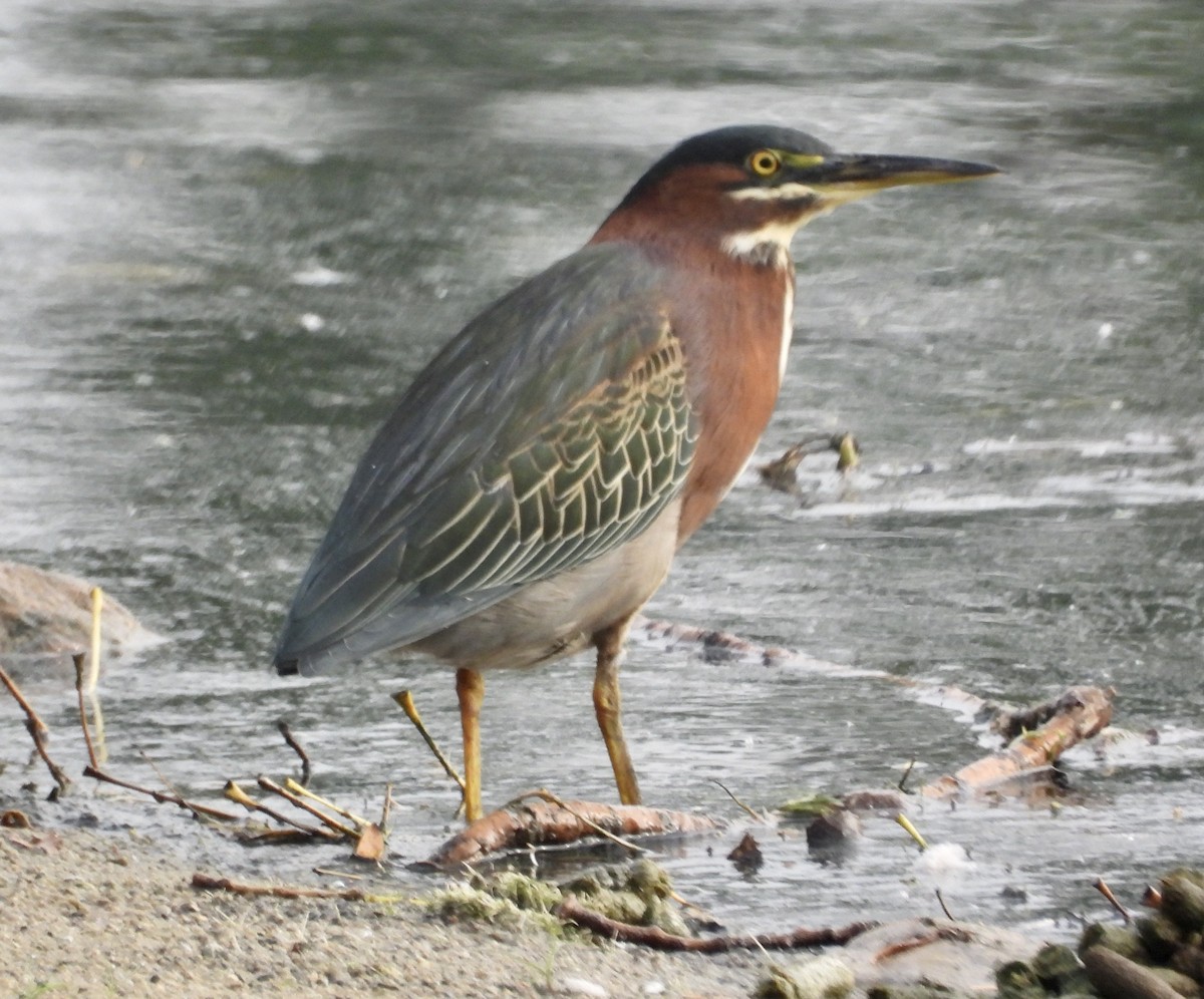 Green Heron - ML642280207
