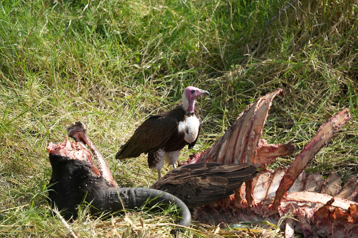 Vautour charognard - ML642280216