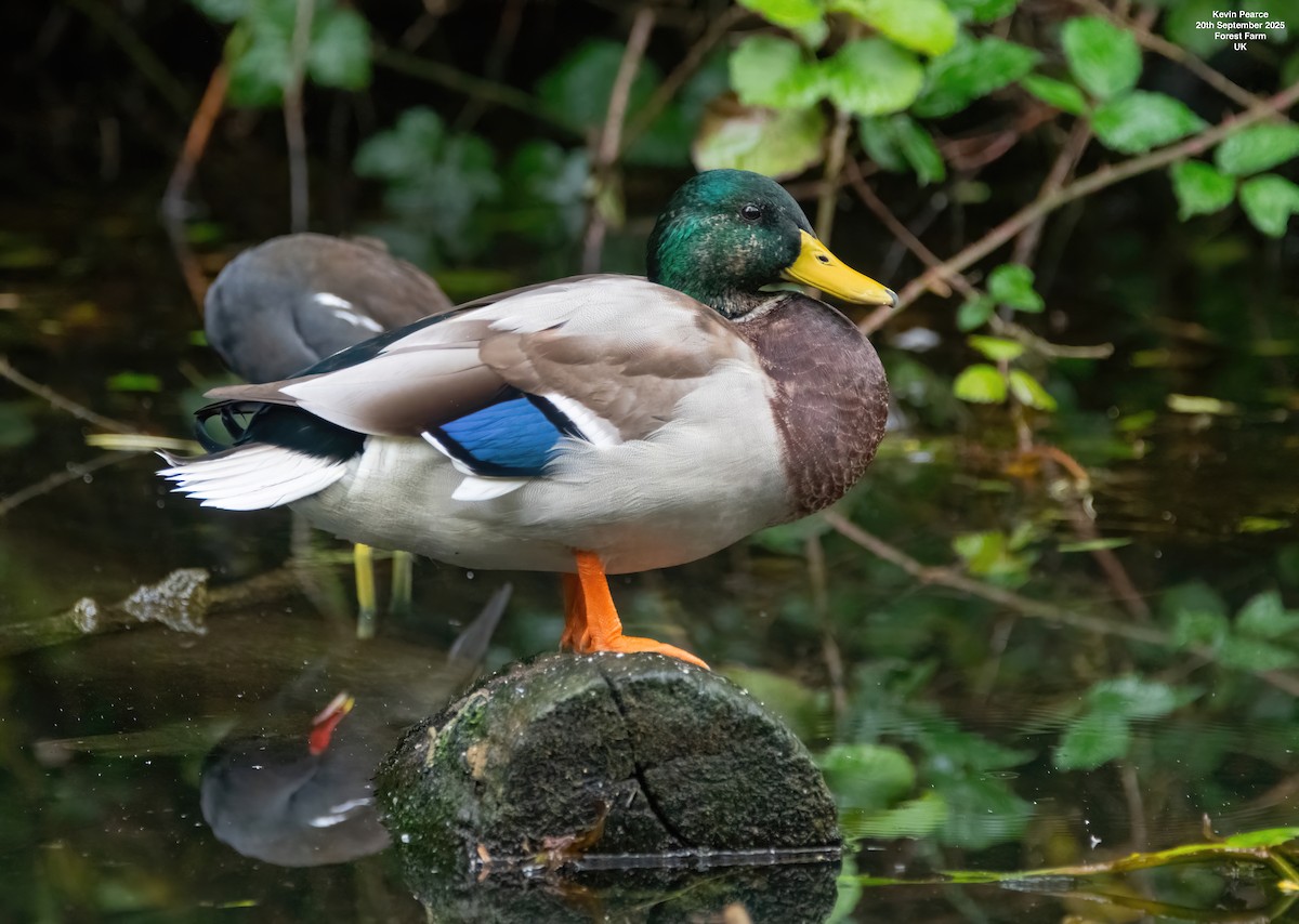 Stockente - ML642280247