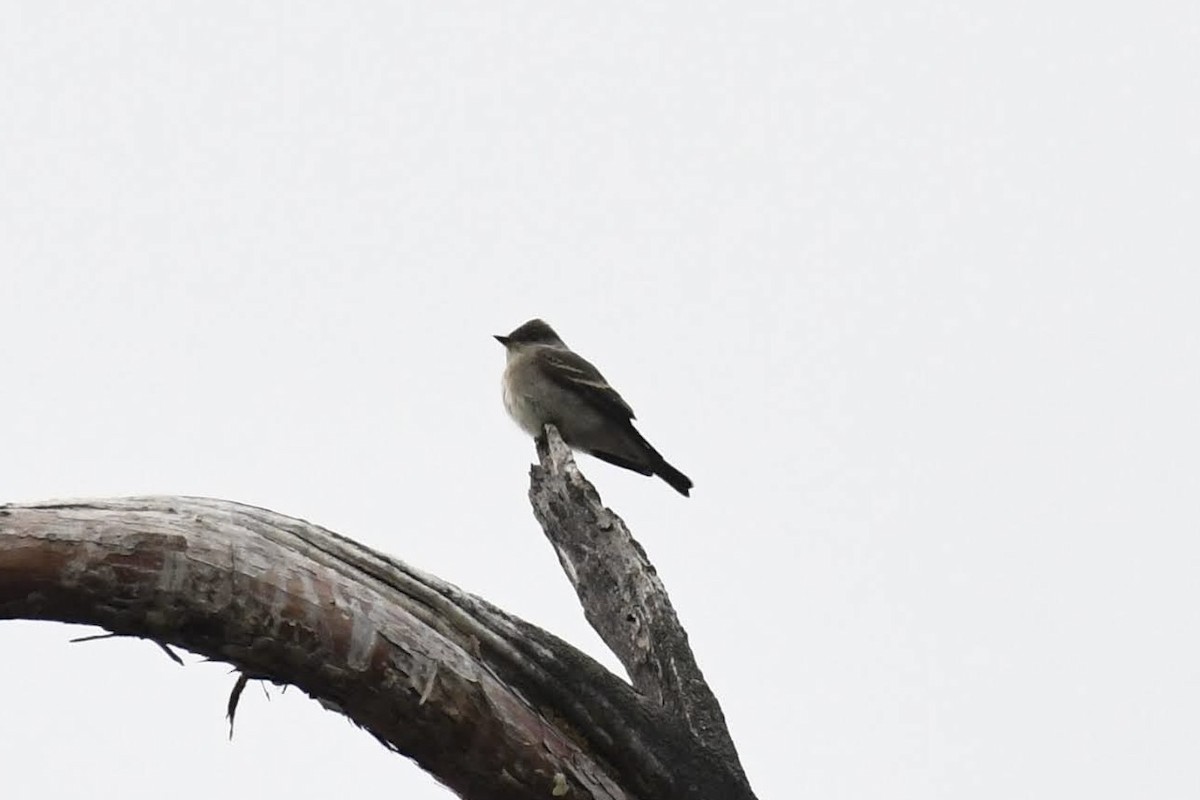 Western Wood-Pewee - ML642280265