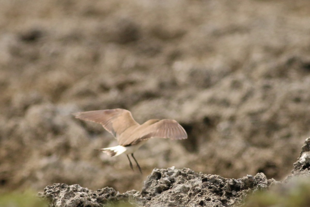 Oriental Pratincole - ML642280298