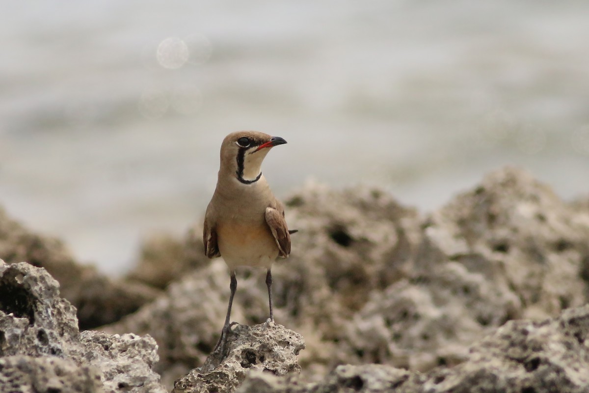 Oriental Pratincole - ML642280299