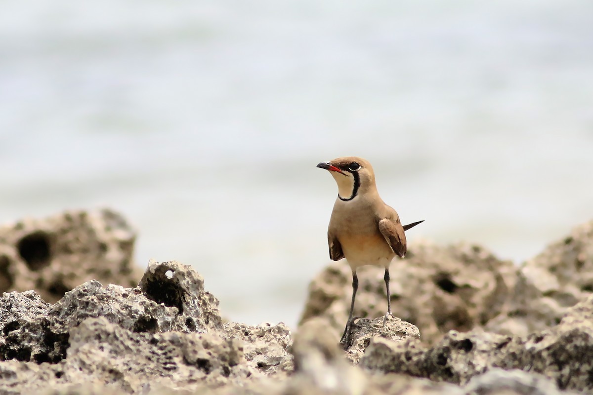 Oriental Pratincole - ML642280300