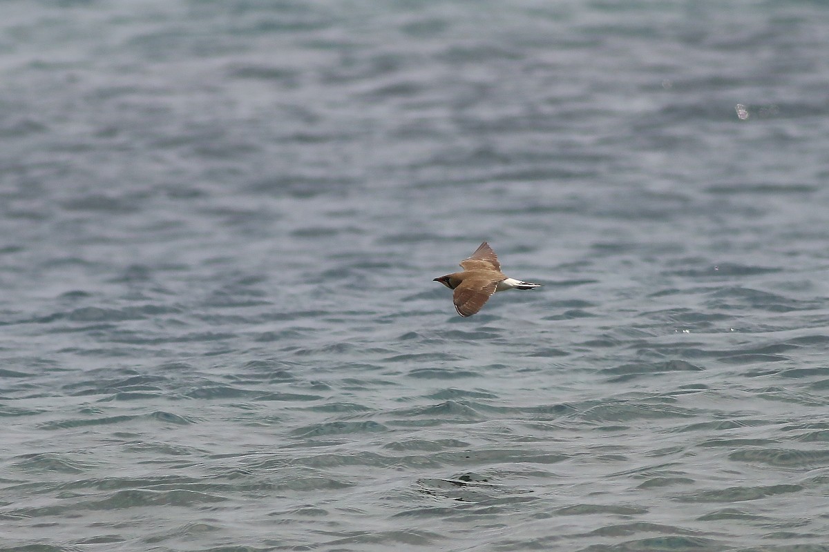 Oriental Pratincole - ML642280302