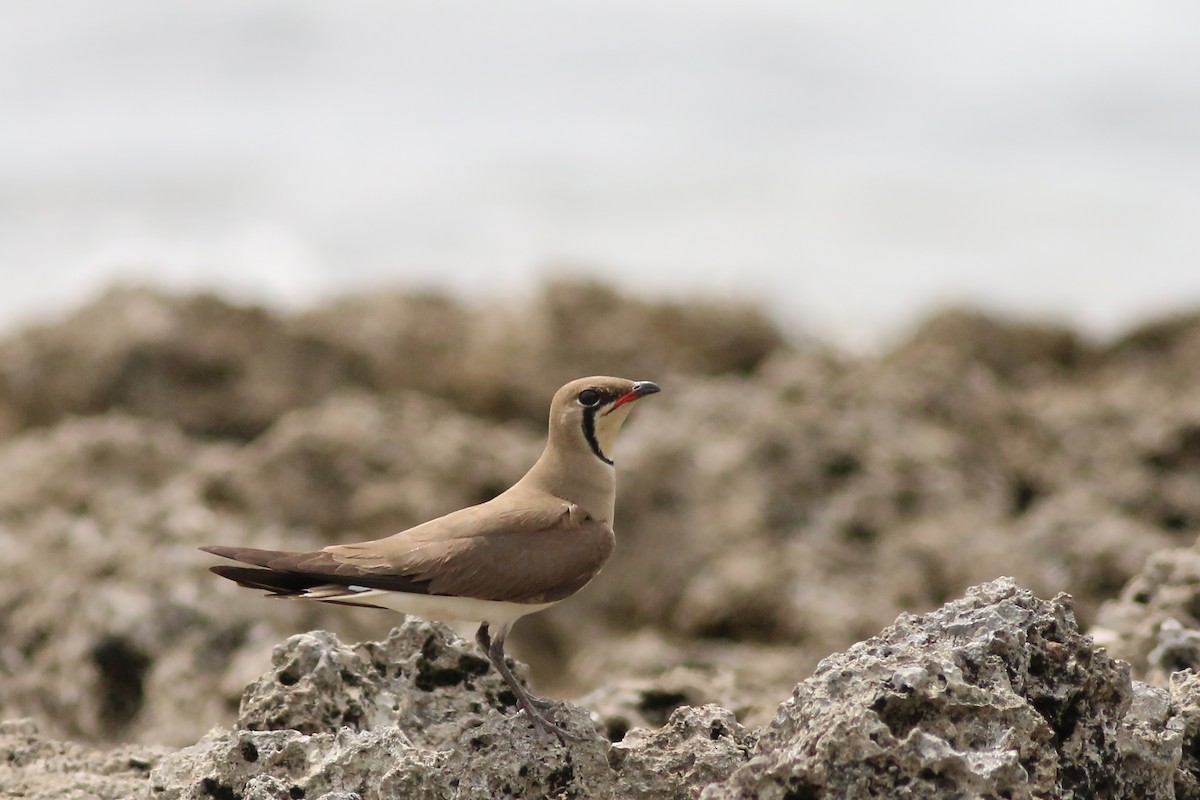 Oriental Pratincole - ML642280303