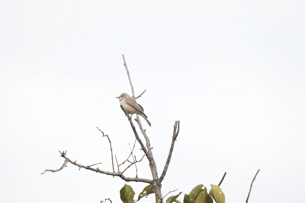 Pale Flycatcher - ML642280308