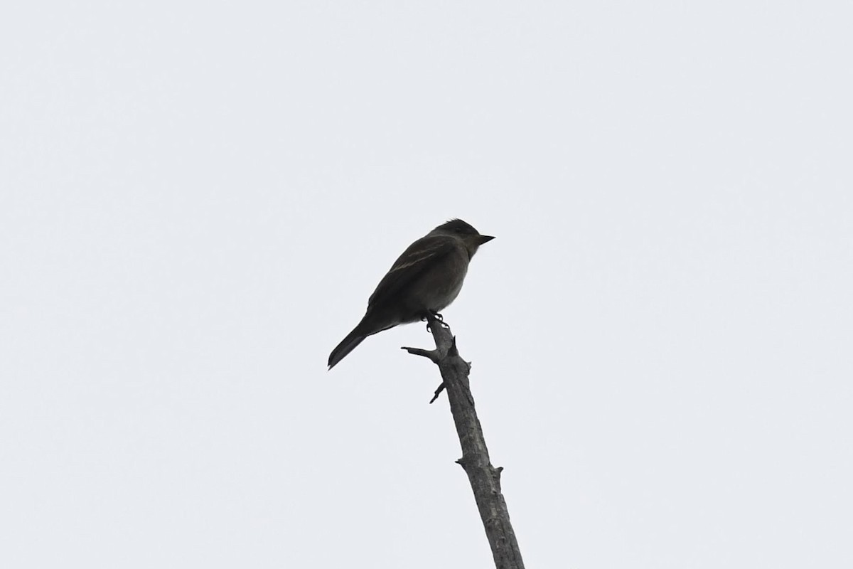Western Wood-Pewee - ML642280319