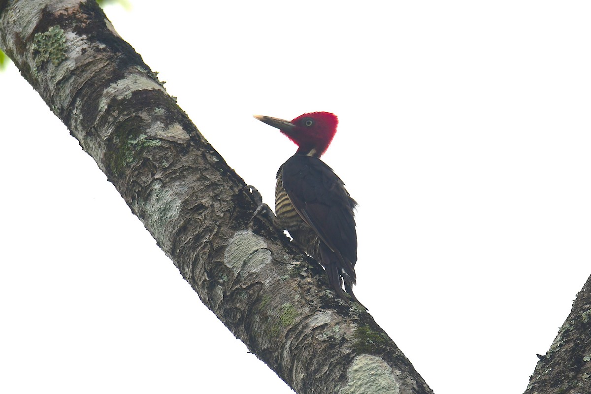 Pale-billed Woodpecker - ML642280344