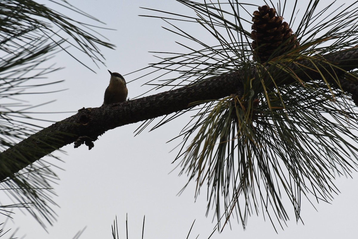 Pygmy Nuthatch - ML642280365
