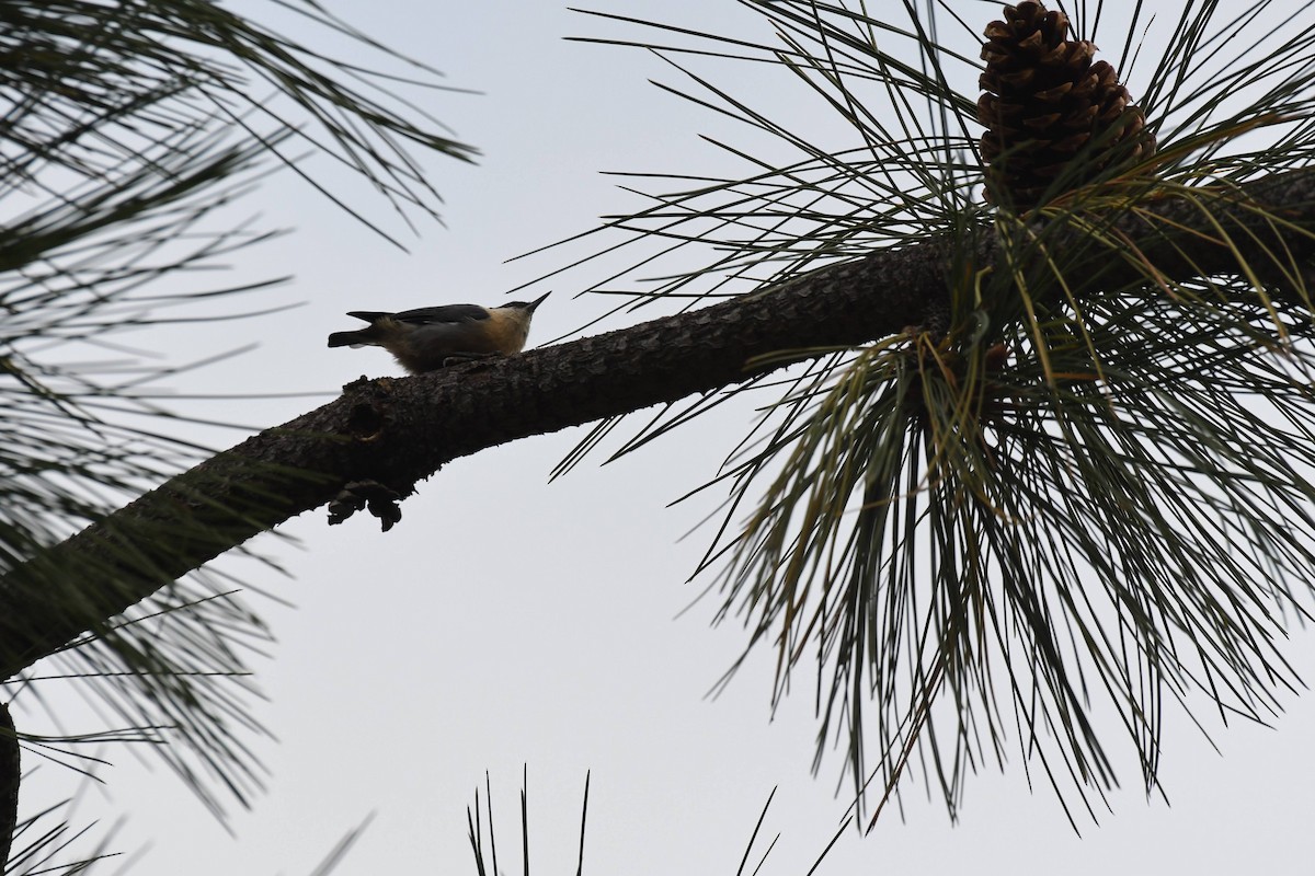 Pygmy Nuthatch - ML642280366