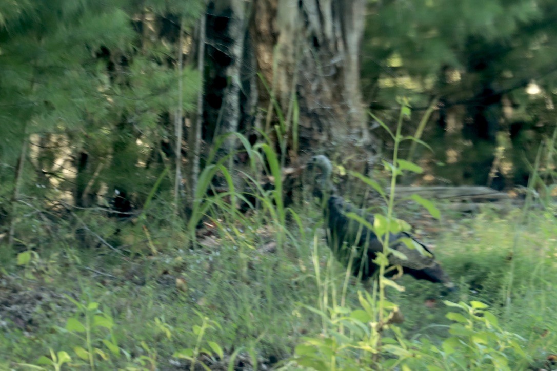 Wild Turkey - ML642280369