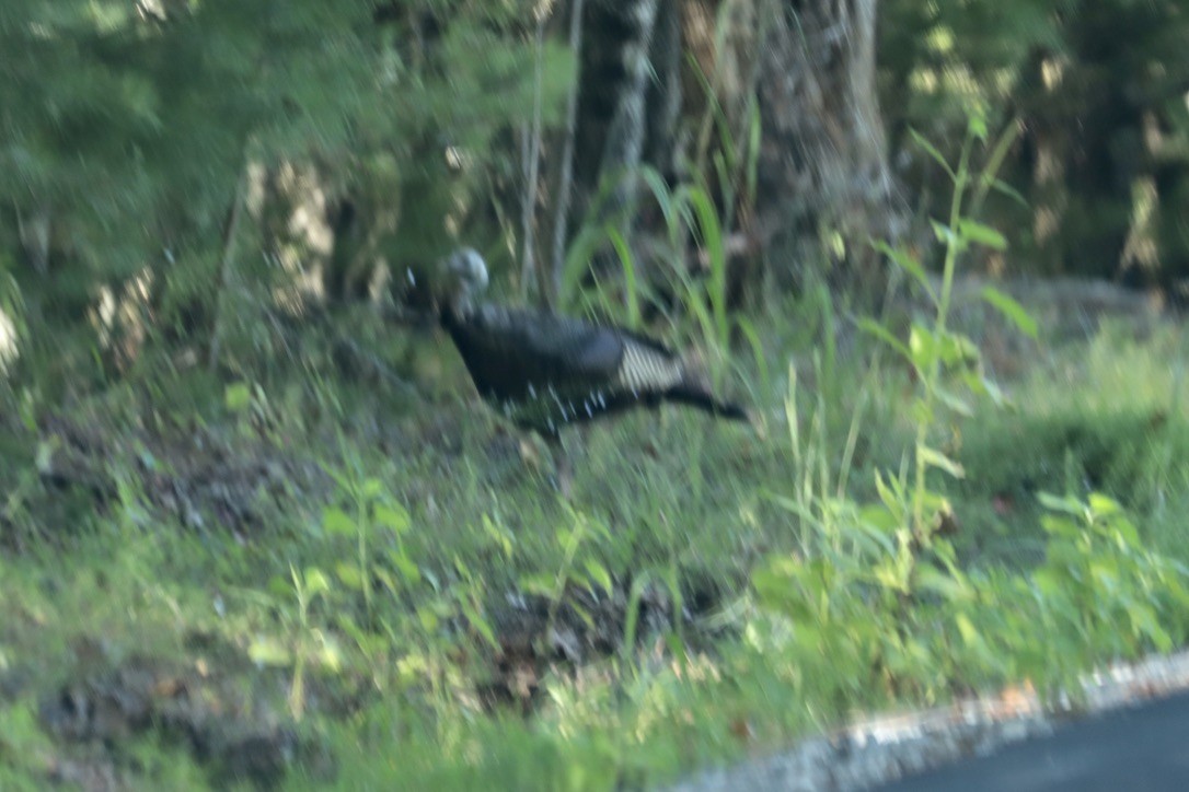 Wild Turkey - ML642280370