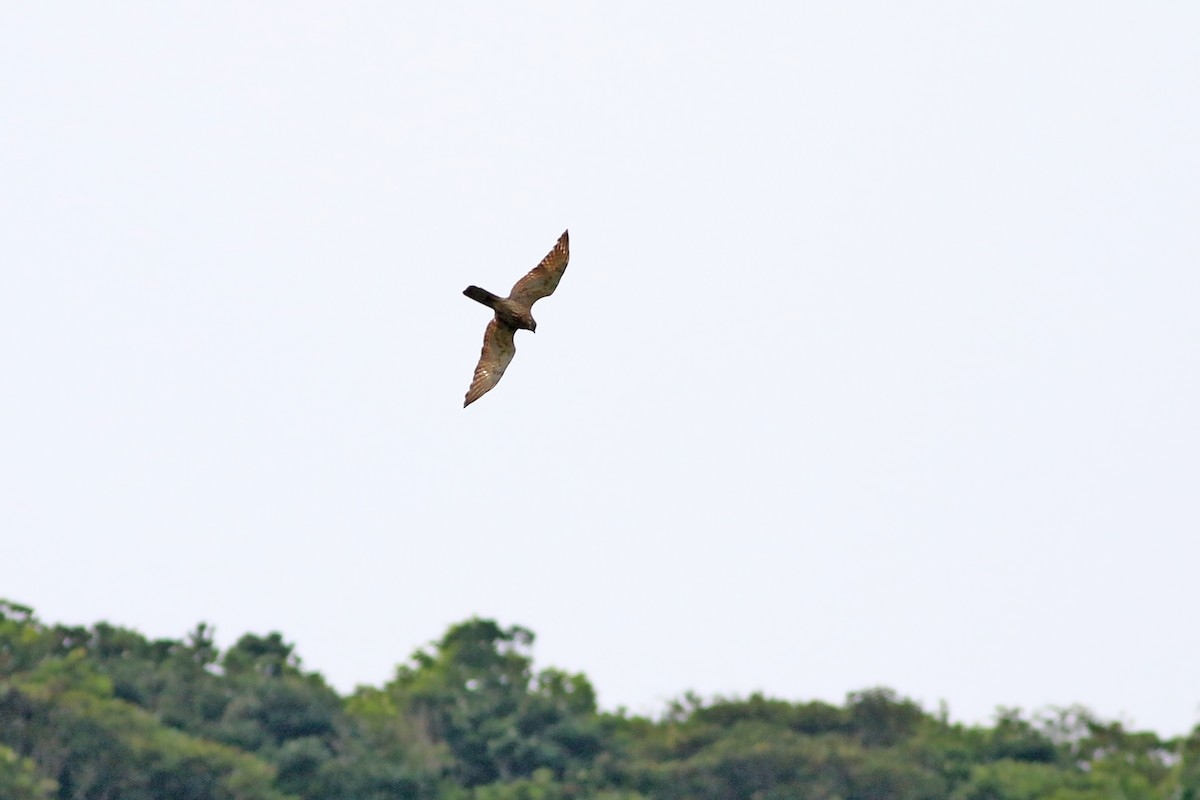 Gray-faced Buzzard - ML642280379
