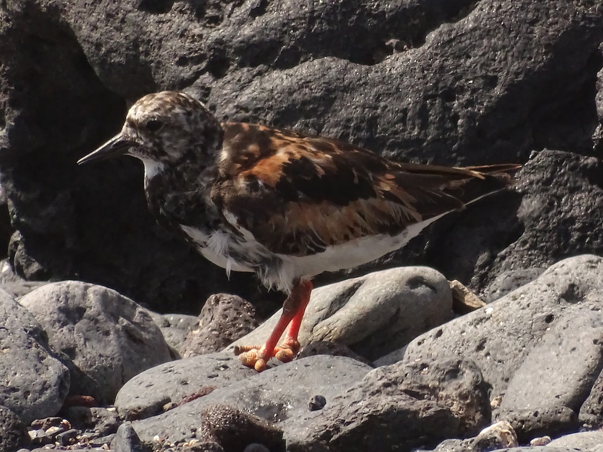 翻石鷸 - ML642280389