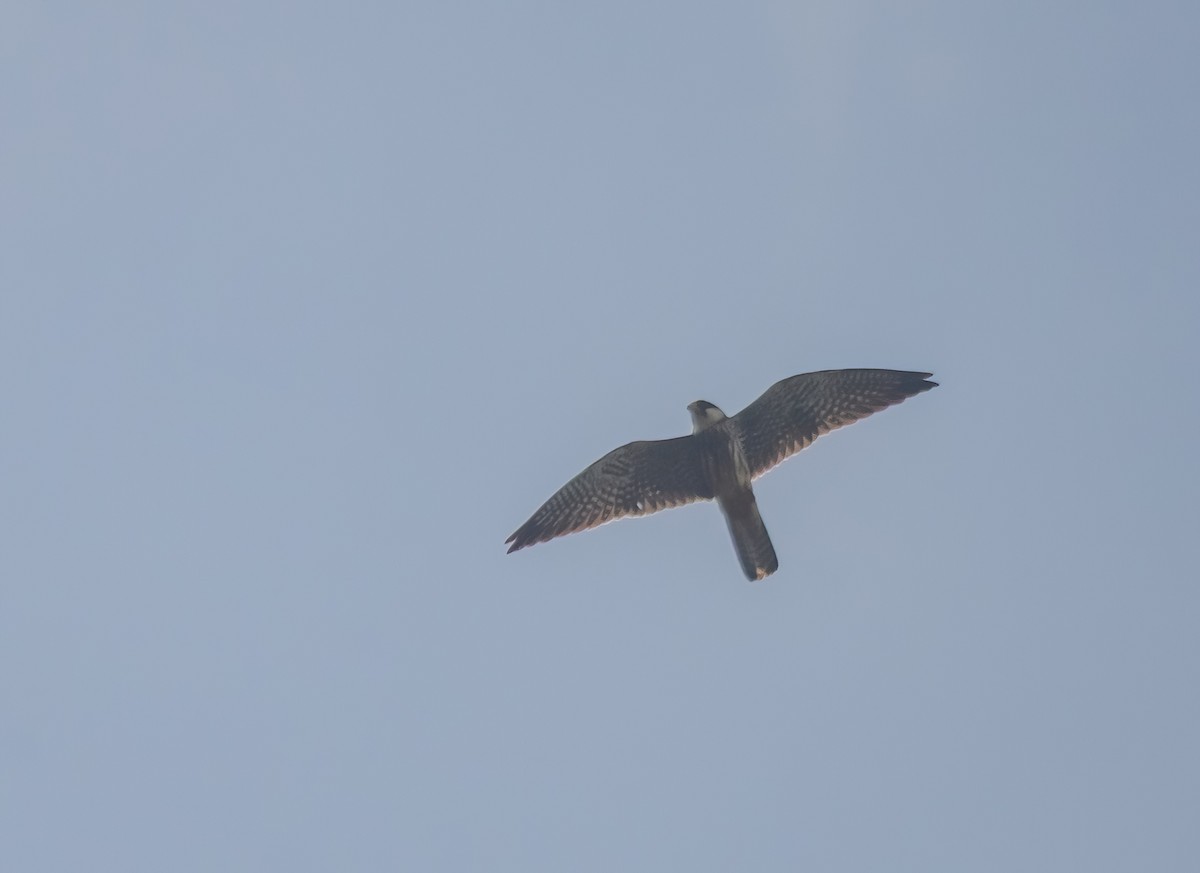 Falco dell'Amur - ML642280408