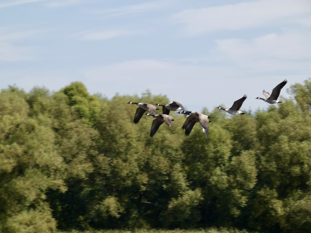 Canada Goose - ML642280421