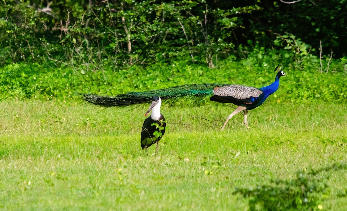 Asian Woolly-necked Stork - ML642280457