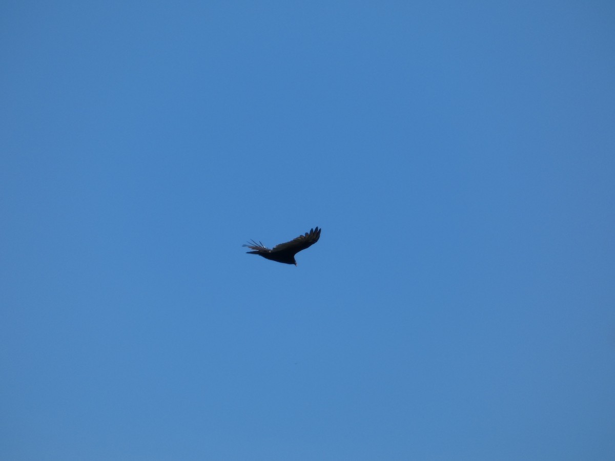 Turkey Vulture - ML642280461