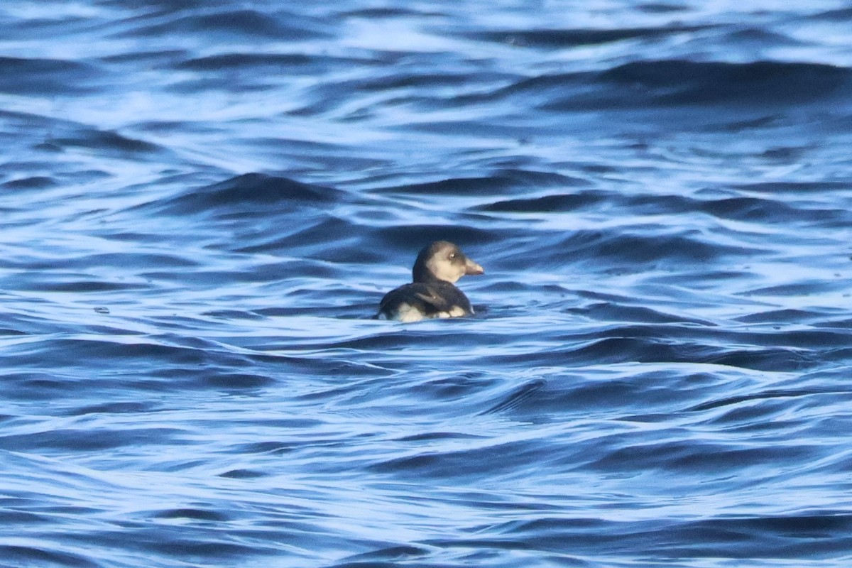 Atlantic Puffin - ML642280464