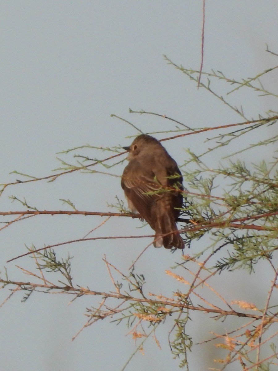 Spotted Flycatcher - ML642280466