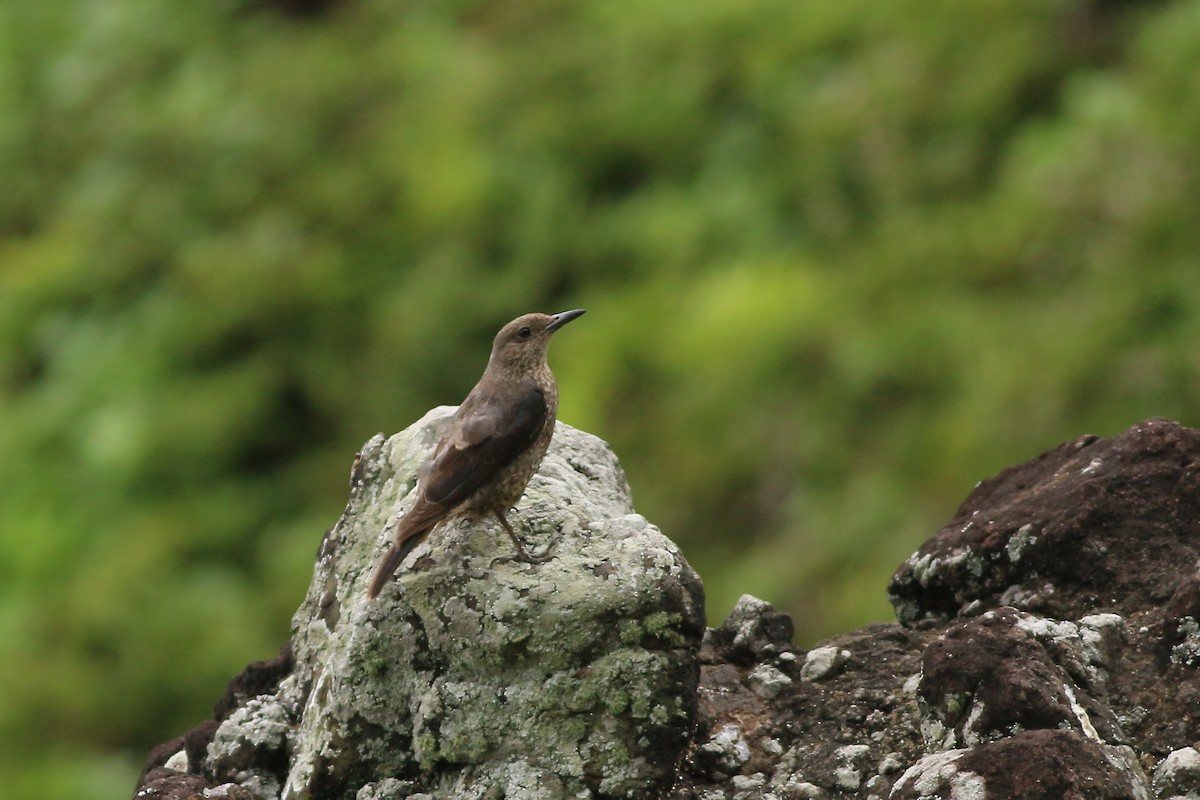 Blue Rock-Thrush (philippensis) - ML642280469