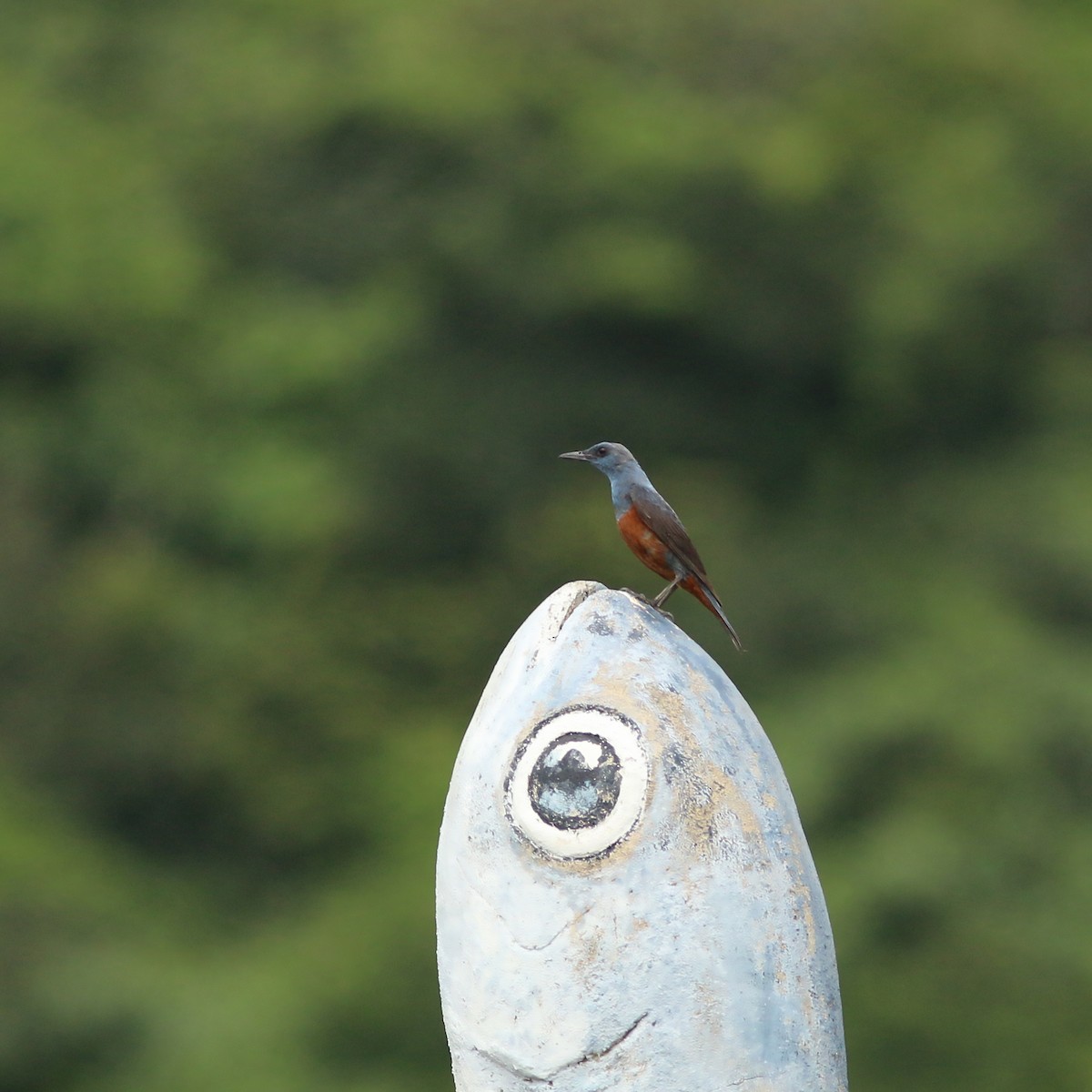Blue Rock-Thrush (philippensis) - ML642280470