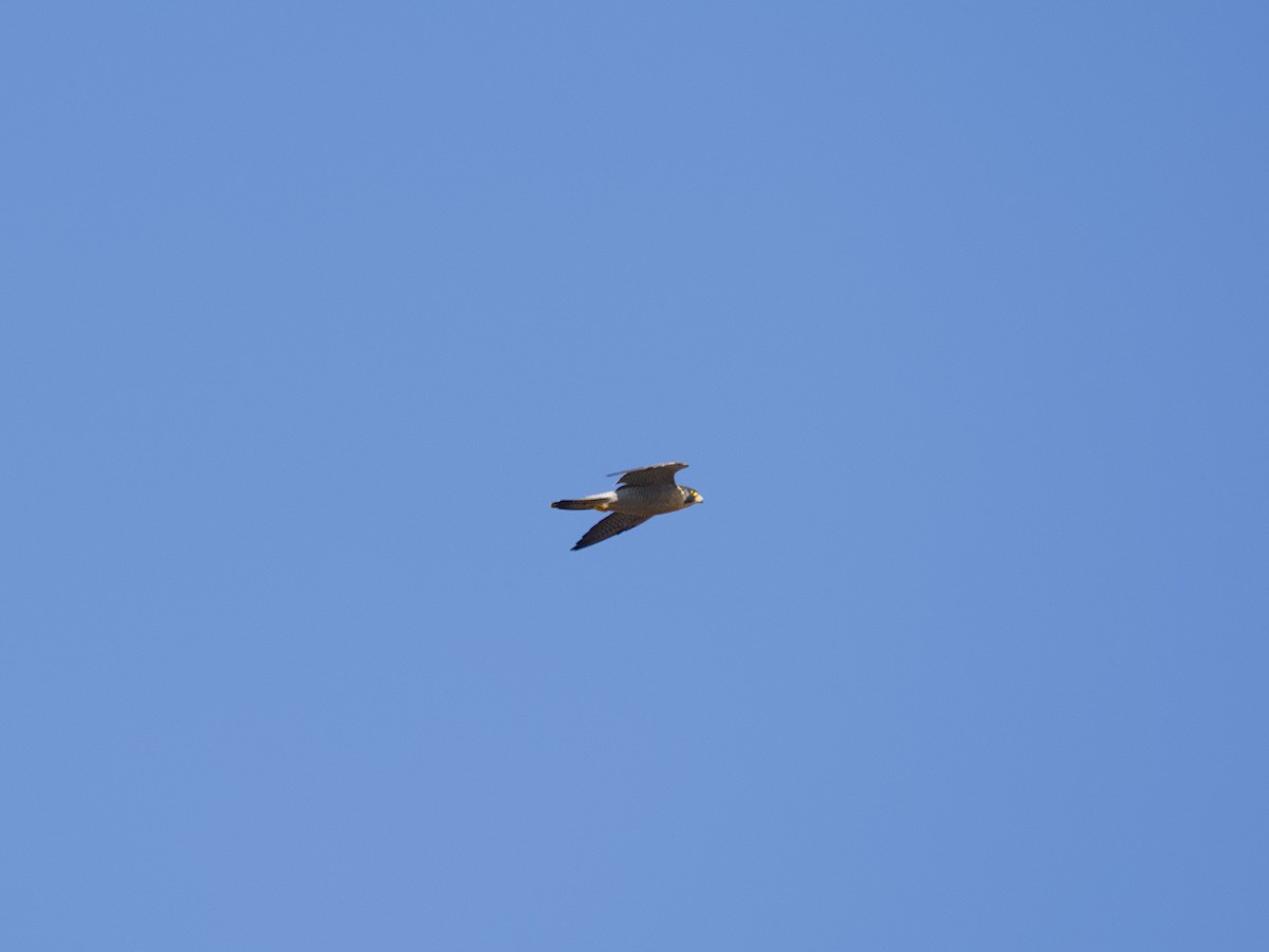 Peregrine Falcon - ML642280473