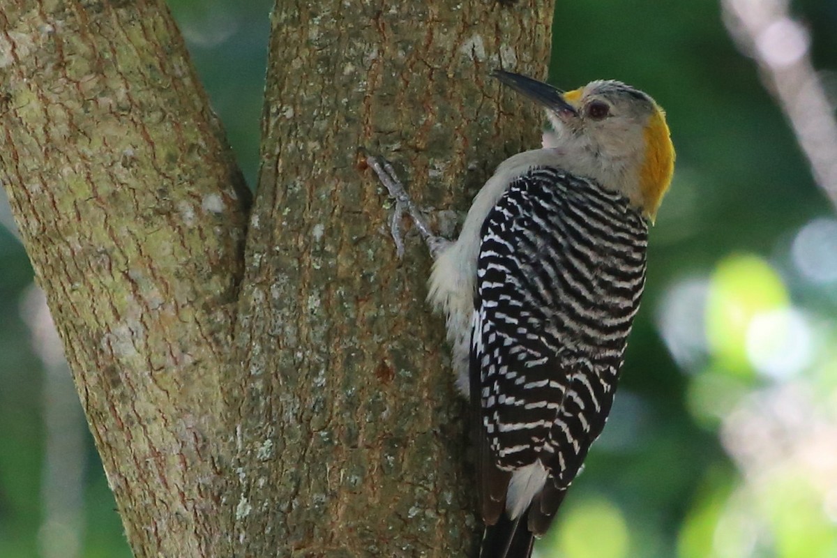Golden-fronted Woodpecker - ML642280477