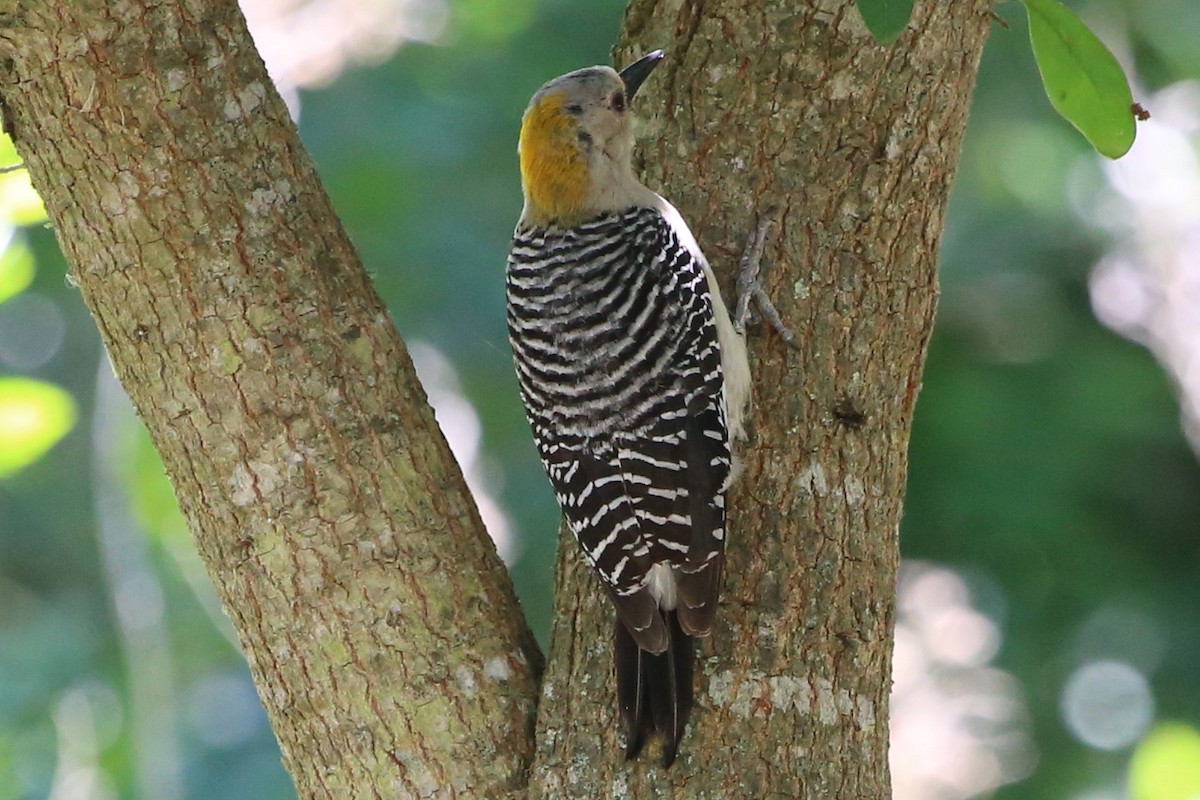 Golden-fronted Woodpecker - ML642280478