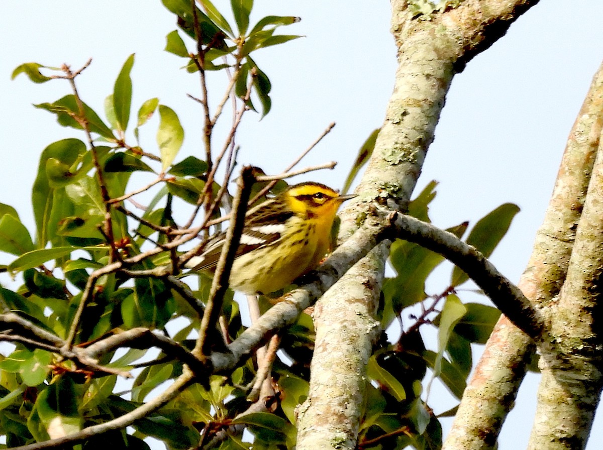 Blackburnian Warbler - ML642280495