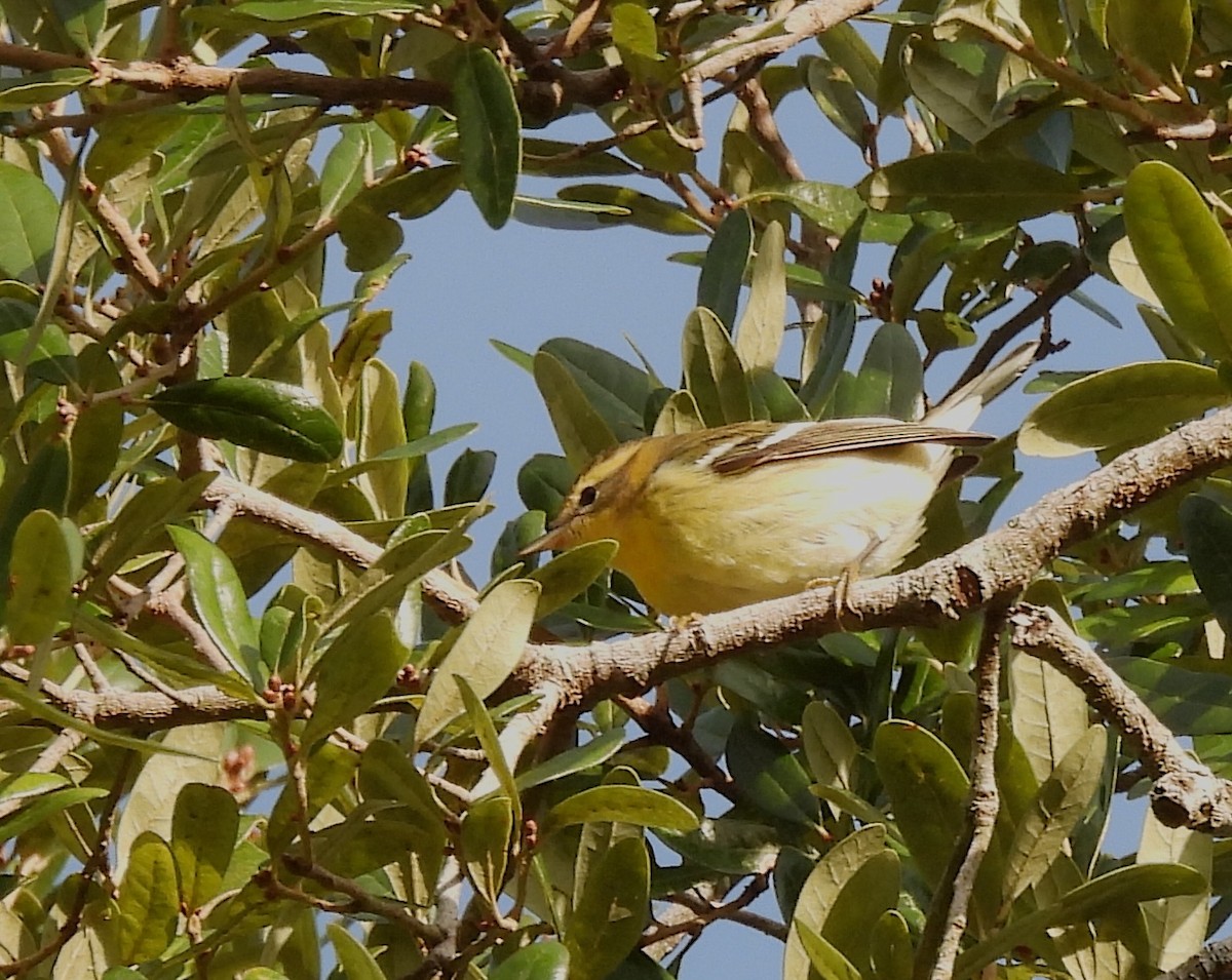 Blackburnian Warbler - ML642280518
