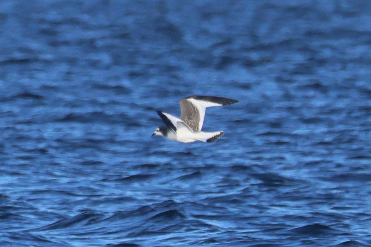 Sabine's Gull - ML642280522