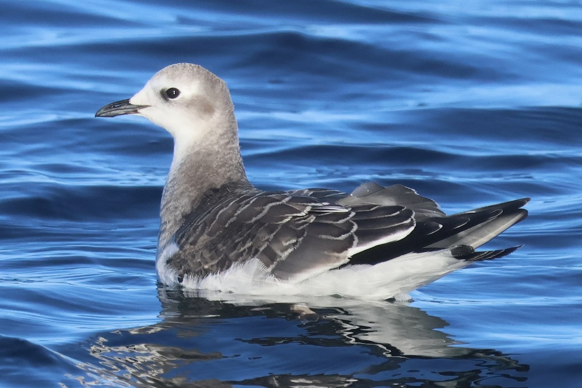 Sabine's Gull - ML642280523