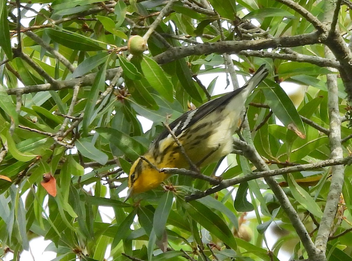 Blackburnian Warbler - ML642280528