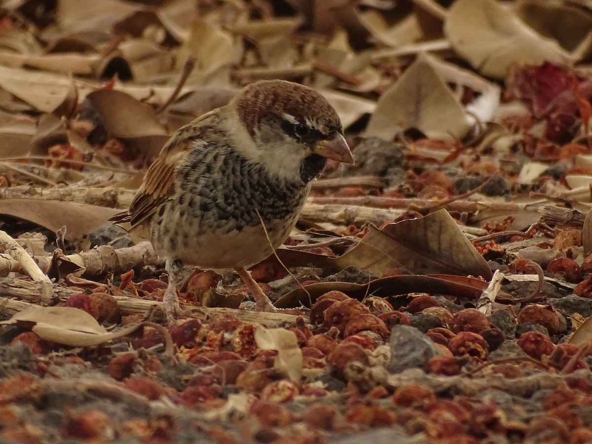 Spanish Sparrow - ML642280543