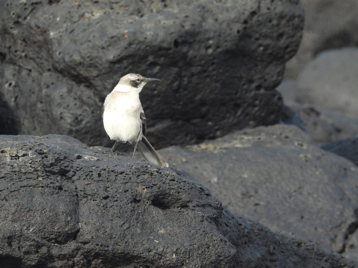 Galapagos Mockingbird - ML642280560