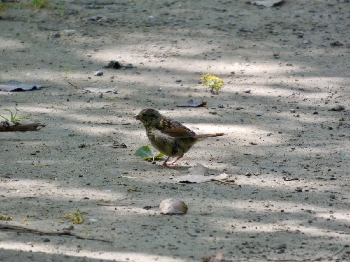Swamp Sparrow - ML642280564