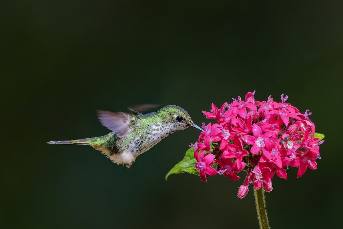 White-booted Racket-tail - ML642280584