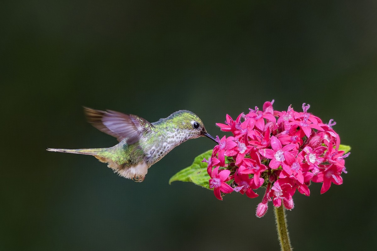 White-booted Racket-tail - ML642280585